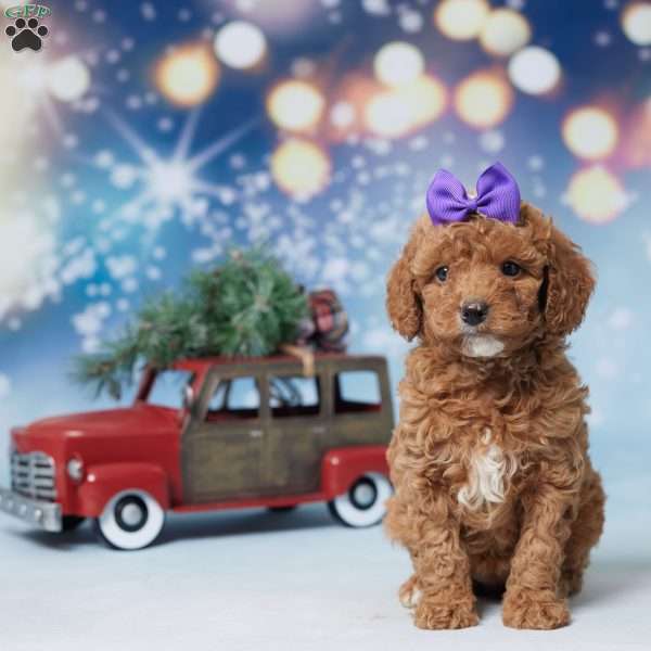 Suzy, Mini Goldendoodle Puppy